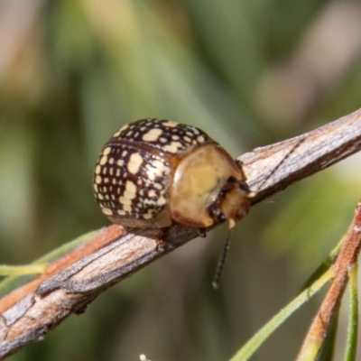 Paropsis pictipennis (Tea-tree button beetle) at Paddys River, ACT - 8 Jan 2023 by SWishart