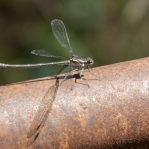 Austroargiolestes icteromelas at Paddys River, ACT - 9 Jan 2023 10:20 AM