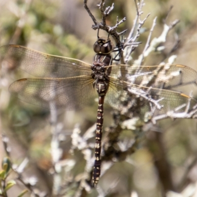 Adversaeschna brevistyla (Blue-spotted Hawker) at Paddys River, ACT - 9 Jan 2023 by SWishart