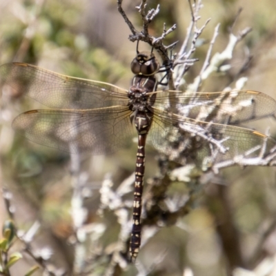 Adversaeschna brevistyla (Blue-spotted Hawker) at Bullen Range - 8 Jan 2023 by SWishart