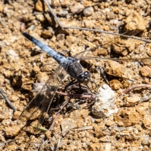 Orthetrum caledonicum at Paddys River, ACT - 9 Jan 2023