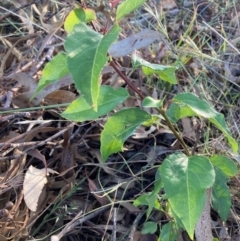 Prunus sp. (A Plum) at The Fair, Watson - 11 Jan 2023 by waltraud