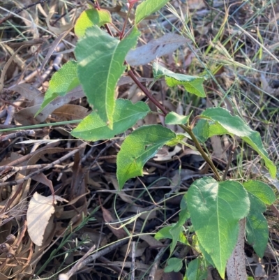 Prunus sp. (A Plum) at Watson, ACT - 11 Jan 2023 by waltraud