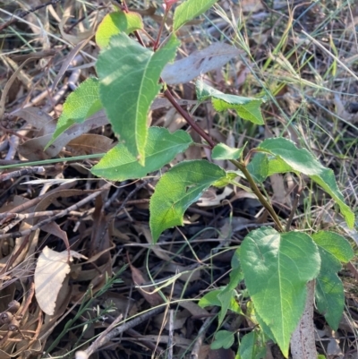 Prunus sp. (A Plum) at The Fair, Watson - 11 Jan 2023 by waltraud