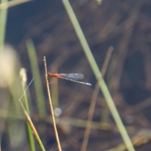 Xanthagrion erythroneurum at Paddys River, ACT - 9 Jan 2023 11:18 AM