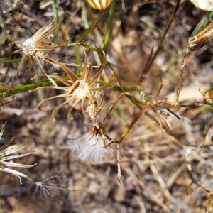 Senecio sp. at Hackett, ACT - 13 Jan 2023 11:03 AM