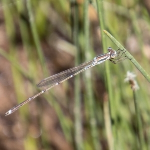 Austrolestes analis at Paddys River, ACT - 9 Jan 2023 11:21 AM