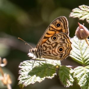 Geitoneura acantha at Paddys River, ACT - 9 Jan 2023