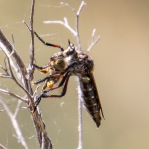 Chrysopogon muelleri at Paddys River, ACT - 9 Jan 2023