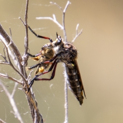 Chrysopogon muelleri (Robber fly) at Bullen Range - 9 Jan 2023 by SWishart