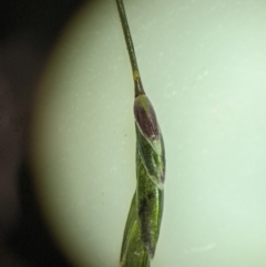 Eragrostis leptostachya at Yarralumla, ACT - 13 Jan 2023