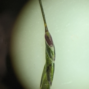 Eragrostis leptostachya at Yarralumla, ACT - 13 Jan 2023