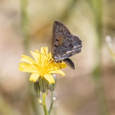 Lucia limbaria (Chequered Copper) at Greenway, ACT - 9 Jan 2023 by SWishart