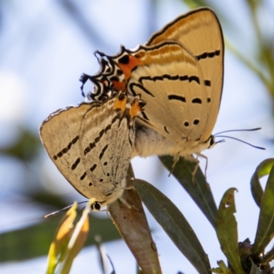 Jalmenus evagoras (Imperial Hairstreak) at Greenway, ACT - 9 Jan 2023 by SWishart