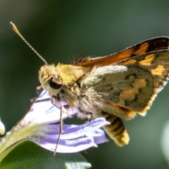 Ocybadistes walkeri (Green Grass-dart) at Chapman, ACT - 9 Jan 2023 by SWishart