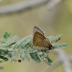 Jalmenus ictinus (Stencilled Hairstreak) at Paddys River, ACT - 12 Jan 2023 by DPRees125