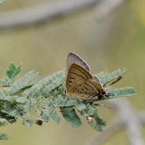 Jalmenus ictinus at Paddys River, ACT - 12 Jan 2023 02:44 PM