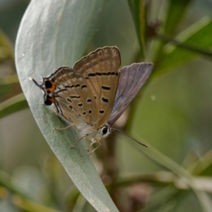 Jalmenus ictinus at Paddys River, ACT - 12 Jan 2023 02:44 PM