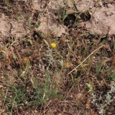 Rutidosis leiolepis (Monaro Golden Daisy) at Adaminaby, NSW - 4 Dec 2020 by AndyRoo