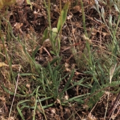 Rutidosis leiolepis at Adaminaby, NSW - 5 Dec 2020