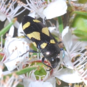 Castiarina puerilis at Cotter River, ACT - 10 Jan 2023