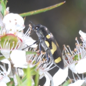 Castiarina puerilis at Cotter River, ACT - 10 Jan 2023