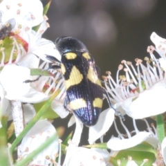 Castiarina puerilis at Cotter River, ACT - 10 Jan 2023