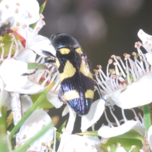 Castiarina puerilis at Cotter River, ACT - 10 Jan 2023