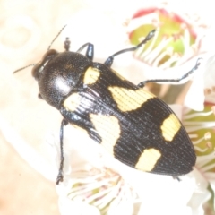 Castiarina puerilis at Cotter River, ACT - 10 Jan 2023