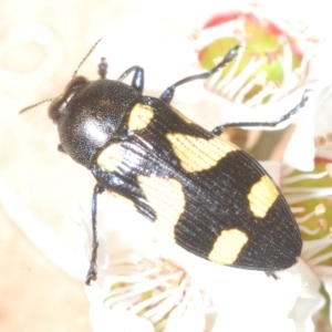 Castiarina puerilis at Cotter River, ACT - 10 Jan 2023