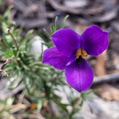 Cheiranthera linearis (Finger Flower) at Gundaroo, NSW - 12 Jan 2023 by trevorpreston