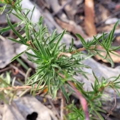 Cheiranthera linearis at Gundaroo, NSW - 13 Jan 2023 08:44 AM