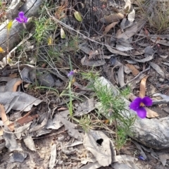 Cheiranthera linearis at Gundaroo, NSW - 13 Jan 2023 08:44 AM