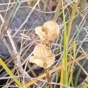 Wurmbea dioica subsp. dioica at Gundaroo, NSW - 13 Jan 2023 08:40 AM