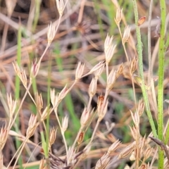 Juncus bufonius (Toad Rush) at Gundaroo, NSW - 12 Jan 2023 by trevorpreston