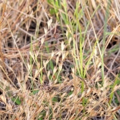 Juncus bufonius at Gundaroo, NSW - 13 Jan 2023 08:39 AM