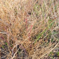 Juncus bufonius at Gundaroo, NSW - 13 Jan 2023 08:39 AM