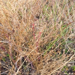 Juncus bufonius at Gundaroo, NSW - 13 Jan 2023