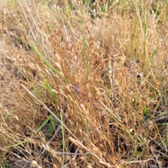 Juncus bufonius at Gundaroo, NSW - 13 Jan 2023 08:39 AM