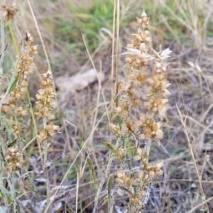 Gamochaeta purpurea at Mcleods Creek Res (Gundaroo) - 13 Jan 2023