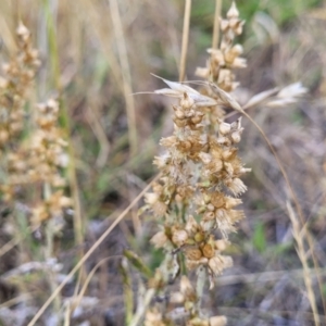 Gamochaeta purpurea at Mcleods Creek Res (Gundaroo) - 13 Jan 2023