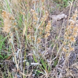 Gamochaeta purpurea at Mcleods Creek Res (Gundaroo) - 13 Jan 2023