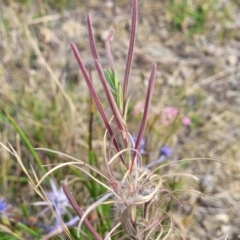 Epilobium billardiereanum (Willowherb) at Gundaroo, NSW - 13 Jan 2023 by trevorpreston