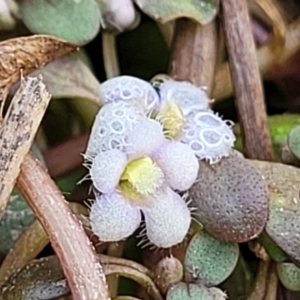 Glossostigma elatinoides at Gundaroo, NSW - 13 Jan 2023