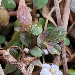 Glossostigma elatinoides at Gundaroo, NSW - 13 Jan 2023