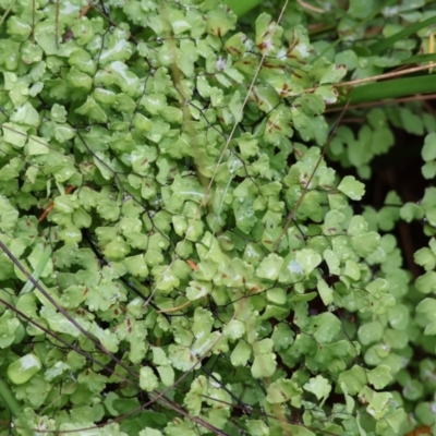 Adiantum aethiopicum (Common Maidenhair Fern) at Pambula Beach, NSW - 30 Dec 2022 by KylieWaldon