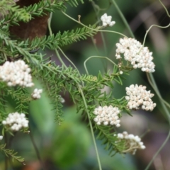 Ozothamnus diosmifolius (Rice Flower, White Dogwood, Sago Bush) at Pambula Beach, NSW - 30 Dec 2022 by KylieWaldon