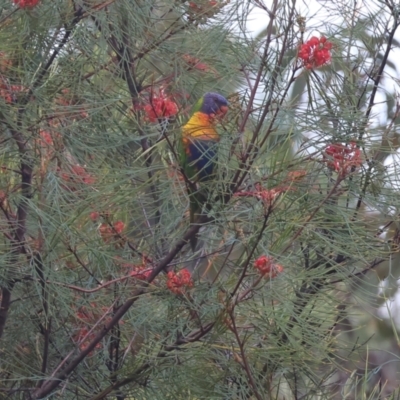 Trichoglossus moluccanus (Rainbow Lorikeet) at Pambula Beach, NSW - 31 Dec 2022 by KylieWaldon