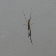 Tetragnatha sp. (genus) (Long-jawed spider) at Flea Bog Flat to Emu Creek Corridor - 13 Jan 2023 by JohnGiacon