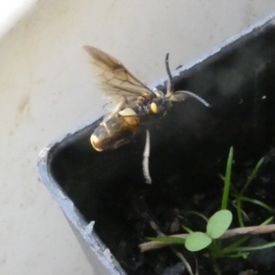 Pterygophorus cinctus (Bottlebrush sawfly) at Belconnen, ACT - 13 Jan 2023 by JohnGiacon